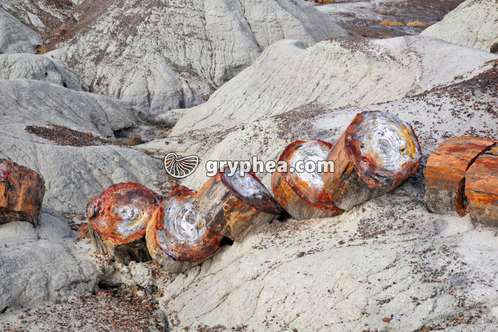 Tronc pétrifié (Petrified forest, AZ) - gryphea.org
